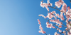 Spring allergy management 