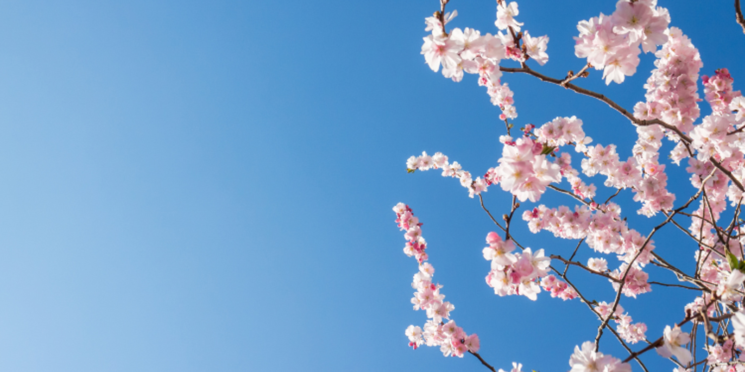 Spring allergy management 